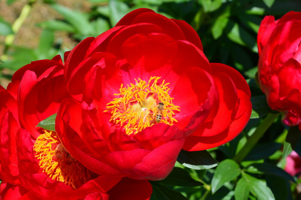 東松山ぼたん園のシャクヤク(芍薬)の蜜を吸うハチ