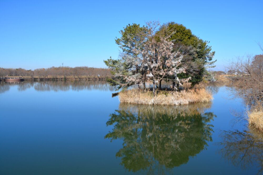 羽生水郷公園の水鏡のような池