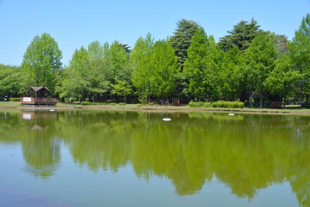 彩の森入間公園の下池