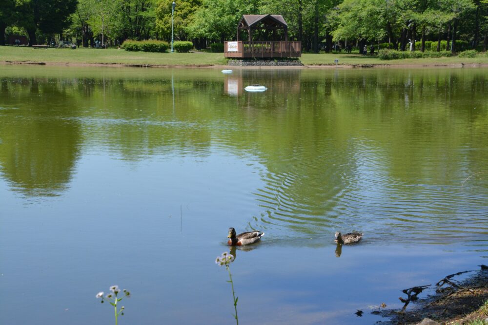 彩の森入間公園の下池の鴨