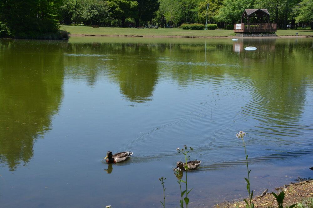 彩の森入間公園の下池を泳ぐカモ