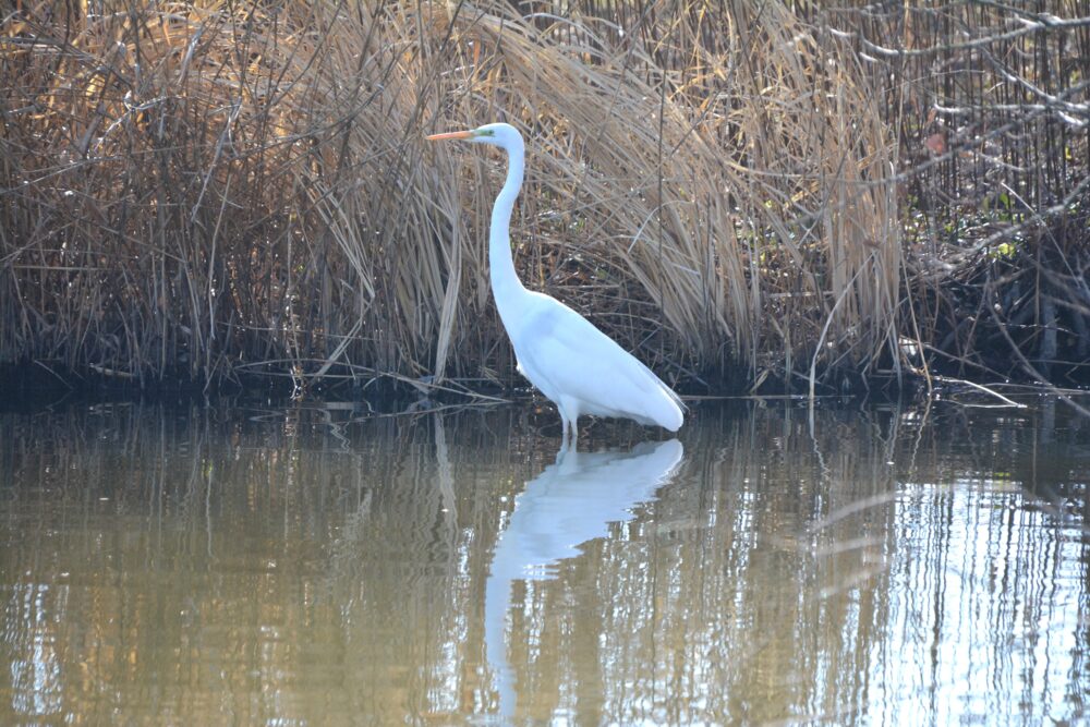 羽生水郷公園の池にいる野鳥