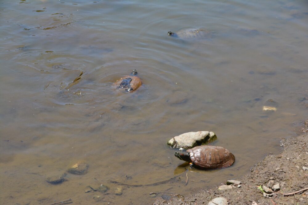 彩の森入間公園の下池で甲羅干ししている亀と泳いでいる魚