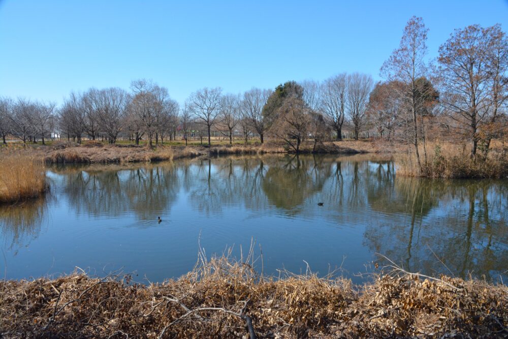 羽生水郷公園の池
