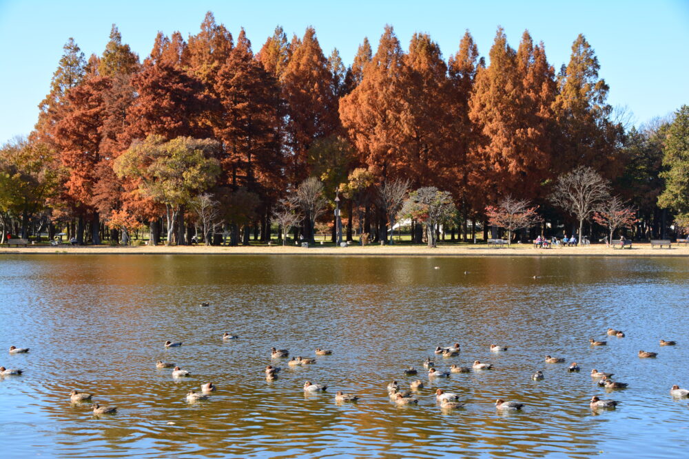紅葉のみさと公園・小合溜井