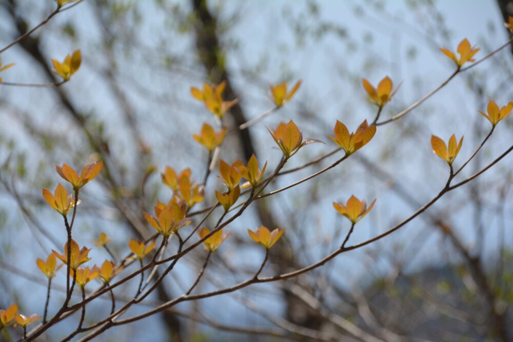 乾徳山の木々の新芽