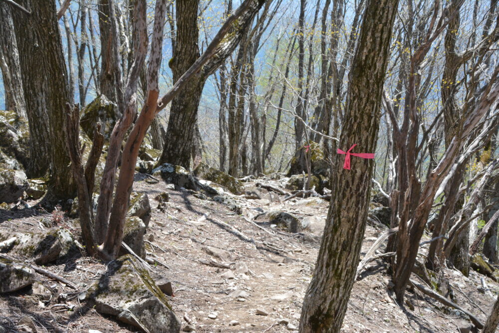 乾徳山の登山マーク(ピンクテープ)