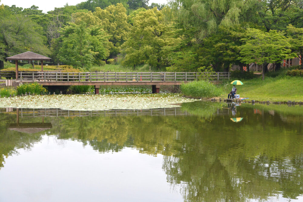 西城沼公園の釣り池(西城沼)奥にある睡蓮の花