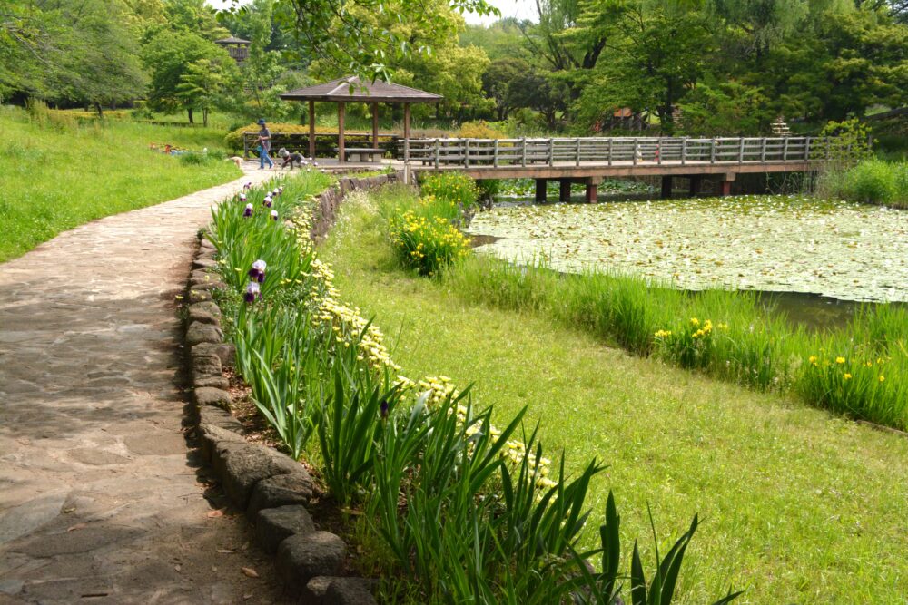 西城沼公園の菖蒲