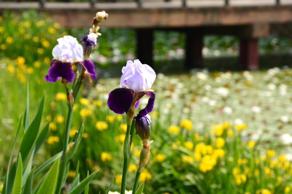西城沼公園の釣り池近くに咲く菖蒲の花