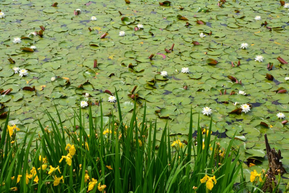 西城沼公園の釣り池(西城沼)奥一面に咲くスイレン(睡蓮)の花と水仙の花
