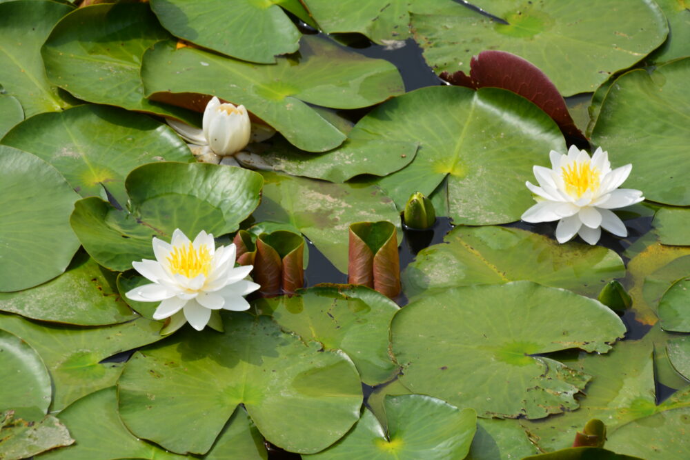 西城沼公園の釣り池(西城沼)奥に咲くスイレン(睡蓮)の花