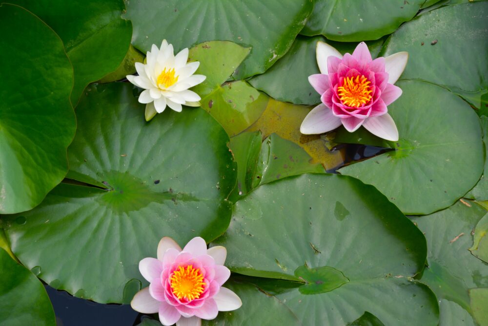 西城沼公園の釣り池(西城沼)奥に咲くスイレン(睡蓮)の花