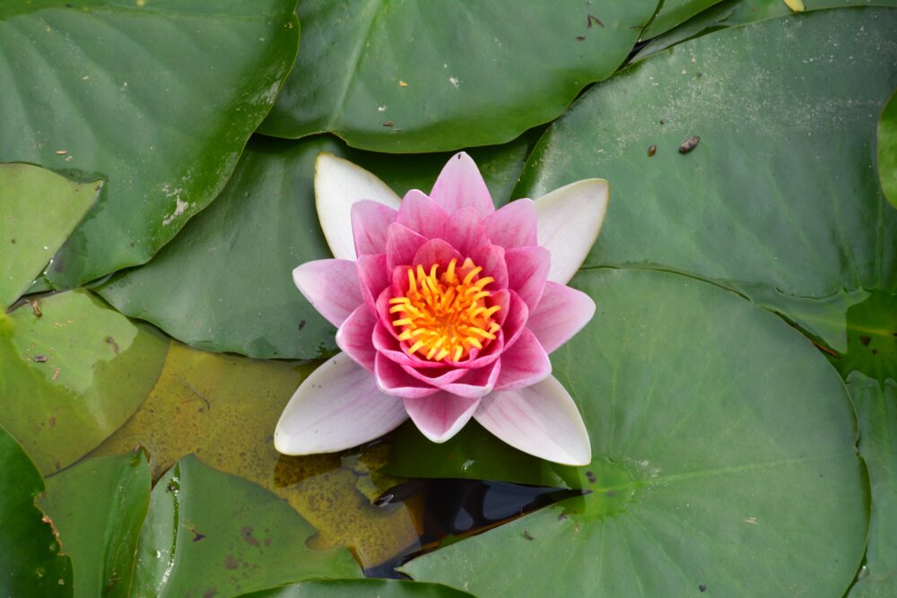 西城沼公園の釣り池(西城沼)奥に咲くスイレン(睡蓮)の花(ピンク)