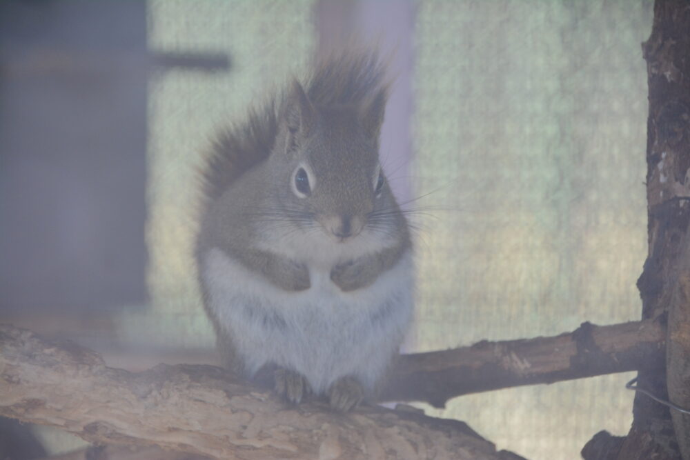 北本市子供公園の無料動物園のリス