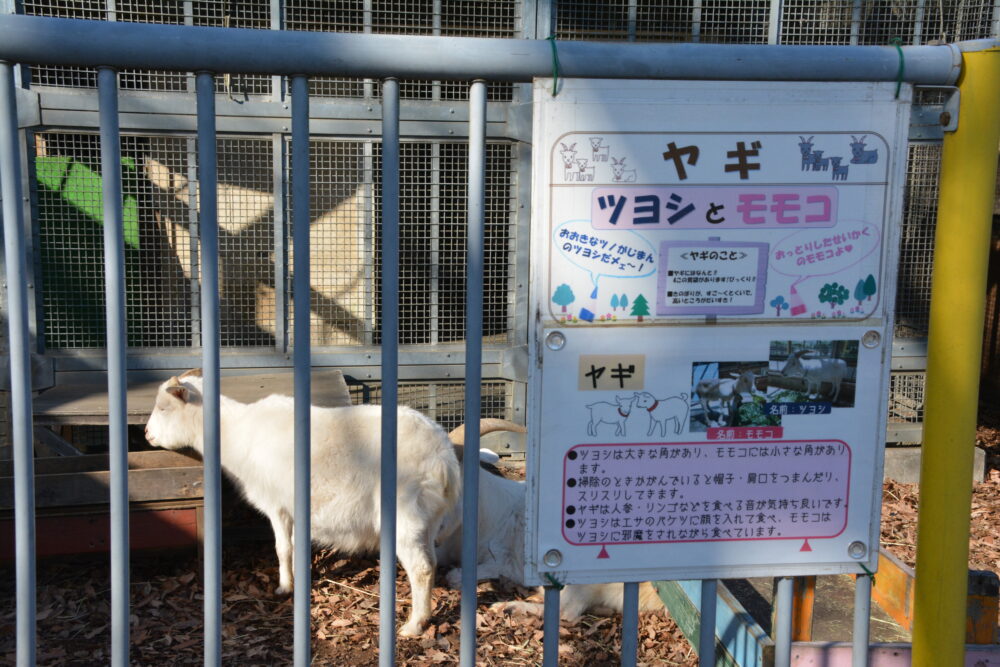 北本市子供公園の動物園のヤギ