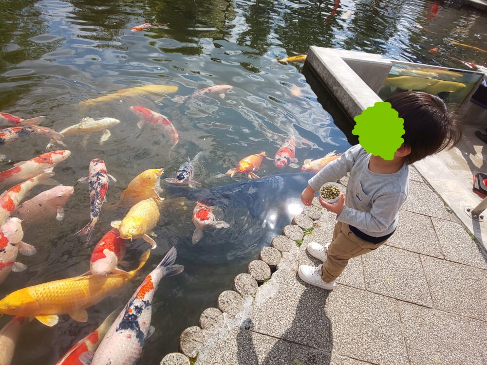 羽生水郷公園のさいたま水族館で鯉にエサやりをしている子供