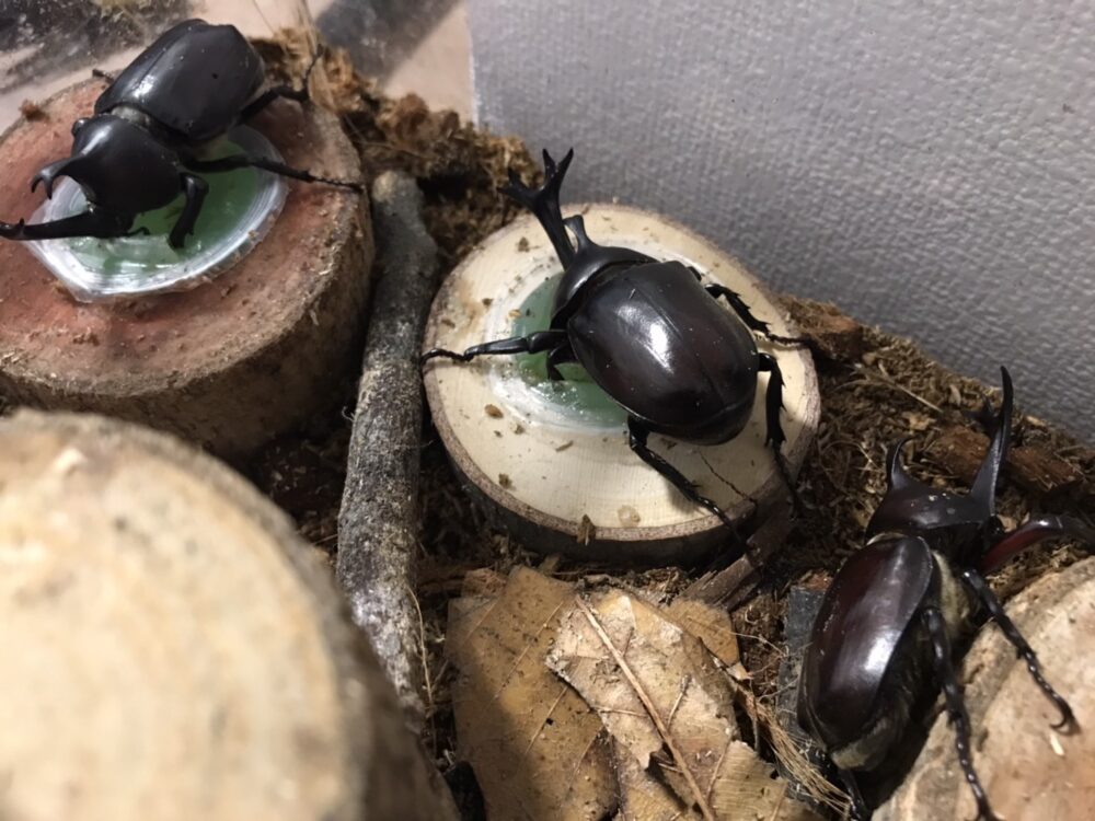 飼育ケースの中でエサを食べているカブトムシたち