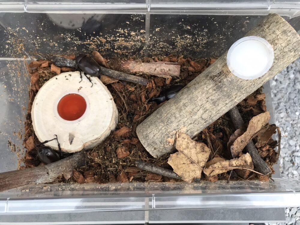 ヤシガラチップが敷いてある飼育ケースの中にいるカブトムシ