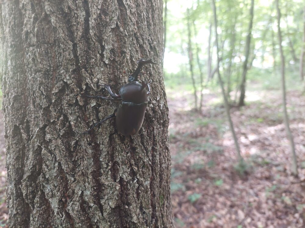 雑木林の木につかまるカブトムシ