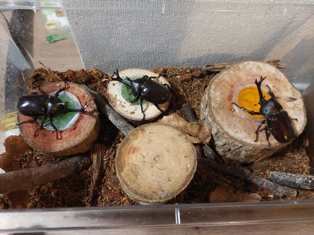 飼育ケースの中で昆虫ゼリーを食べているカブトムシたち
