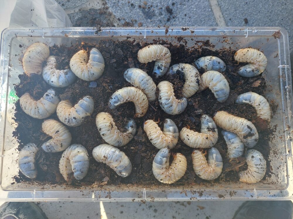 飼育ケースのマットの上にいるカブトムシの幼虫たち
