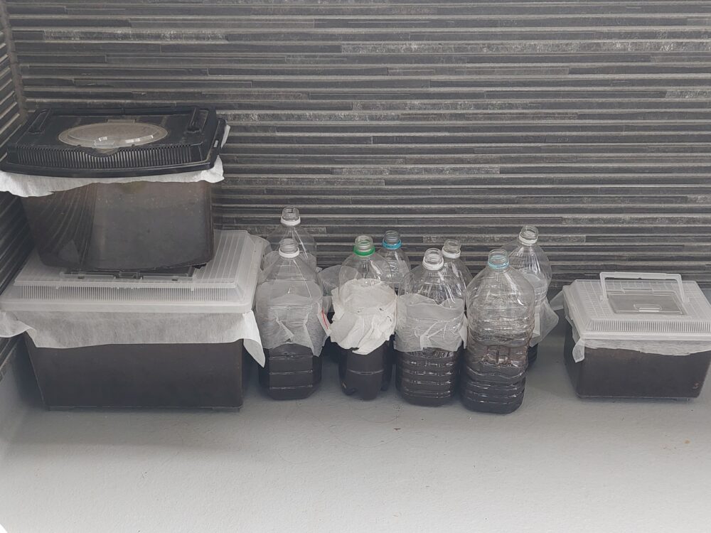 カブトムシの飼育ケースとペットボトルたち
