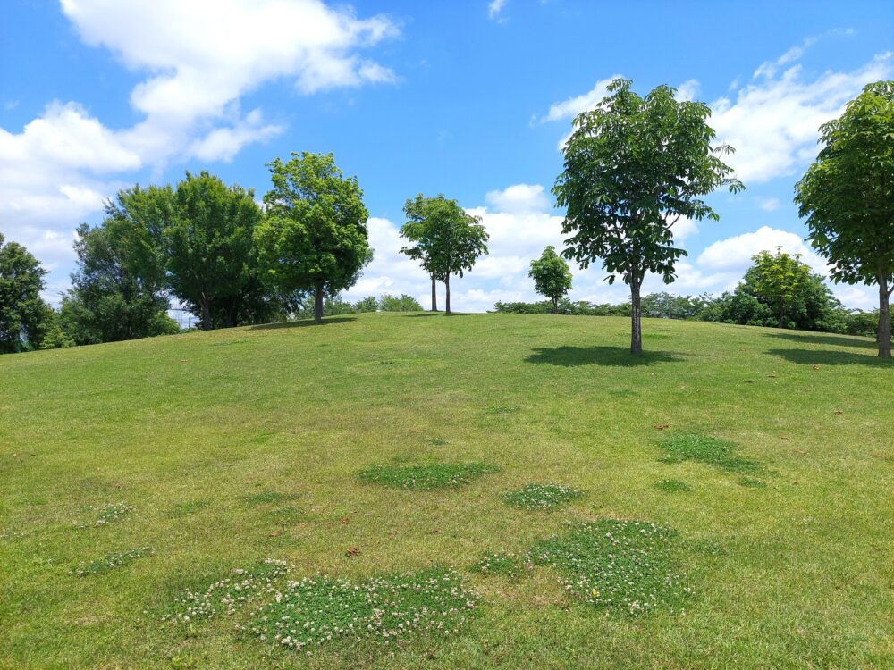 権現堂1号公園・遊具広場の芝生のフィールド