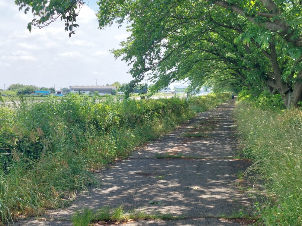 権現堂調整池(行楽湖)の湖畔にある遊歩道