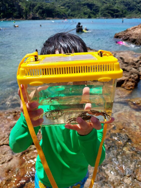 真夏の下田・九十浜海水浴場でカニを捕った少年
