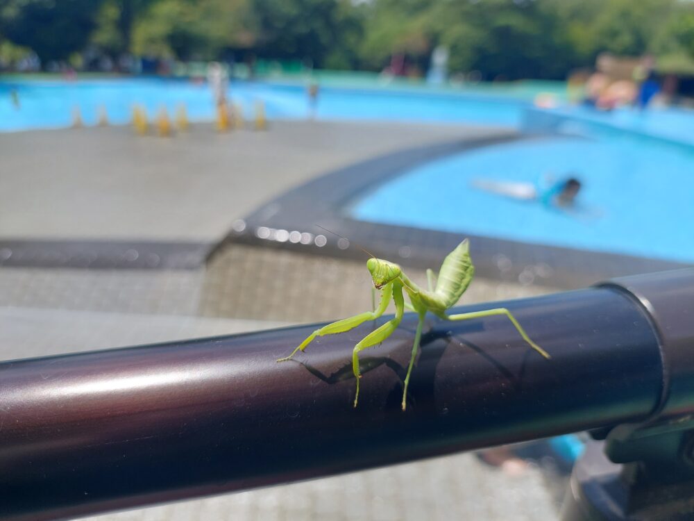 国営武蔵丘陵森林公園の水遊び場で見かけたカマキリ
