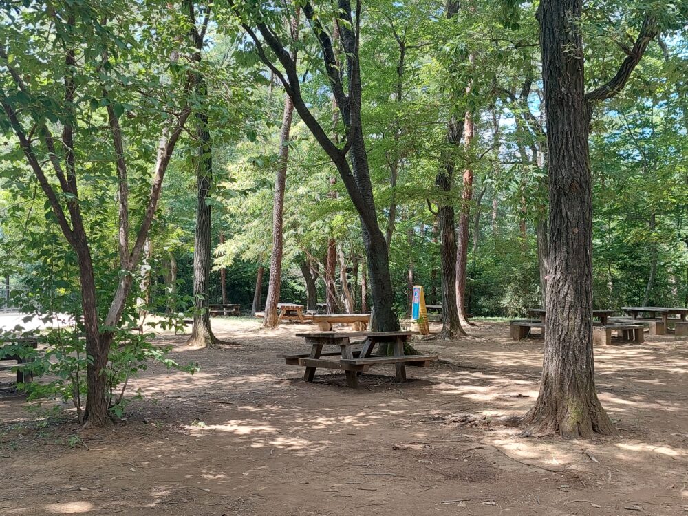 国営武蔵丘陵森林公園の水遊び場北東の開けた雑木林