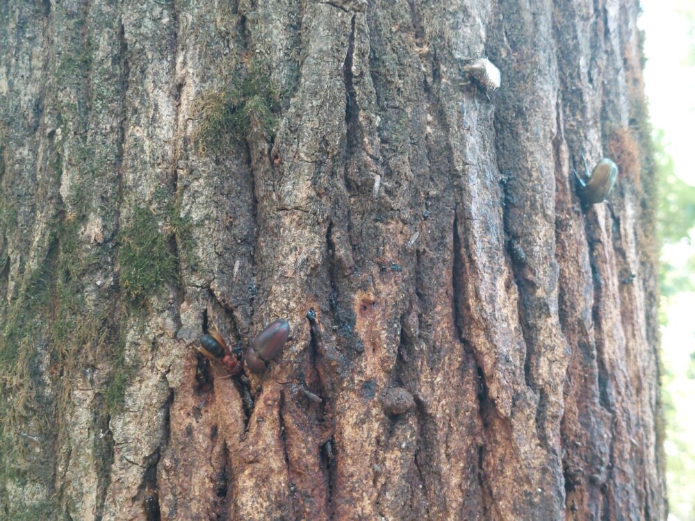 国営武蔵丘陵森林公園の水遊び場周辺のクヌギの木に集まる虫たち