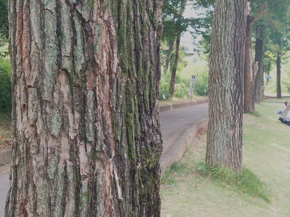 北本市自然公園のクヌギ