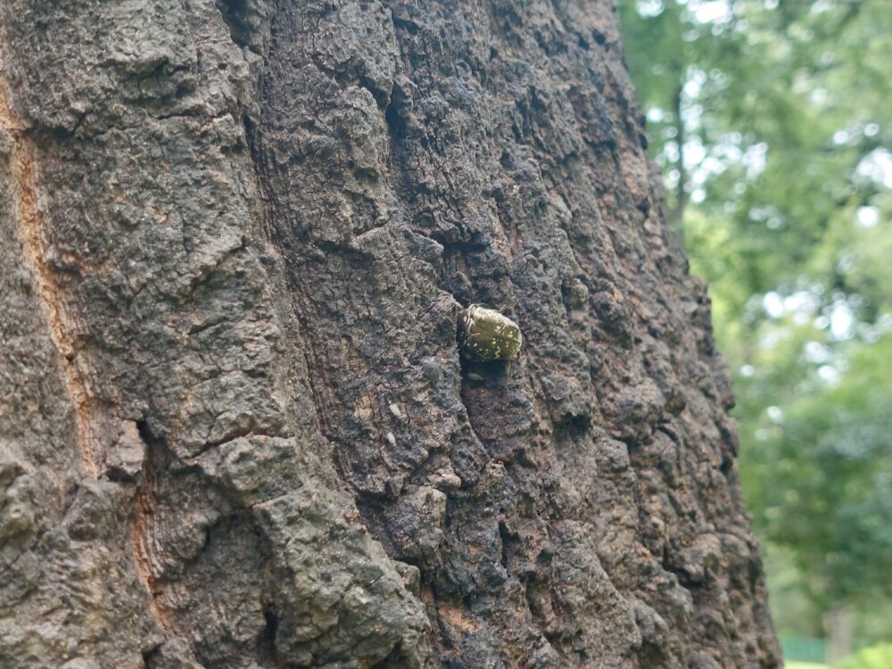 北本市自然公園のクヌギの樹液を吸うカナブン(ハナムグリ)