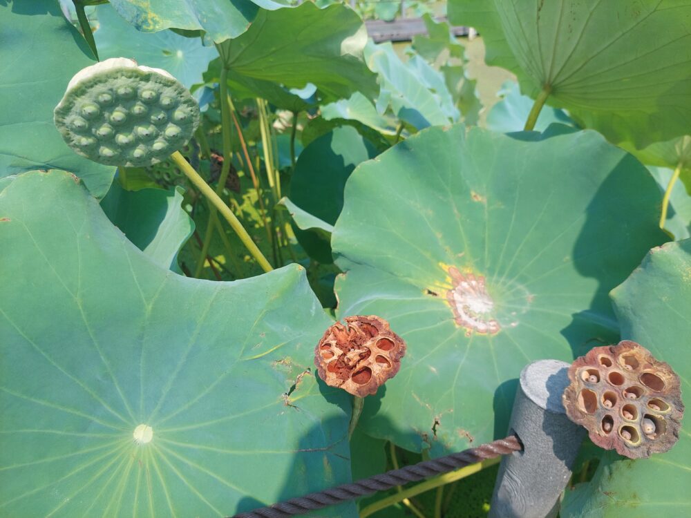 古代蓮の里の花托