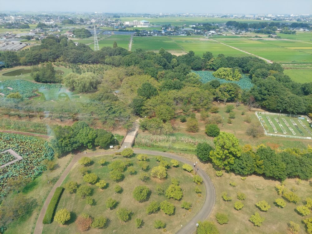 行田タワーから見た古代蓮の里園内