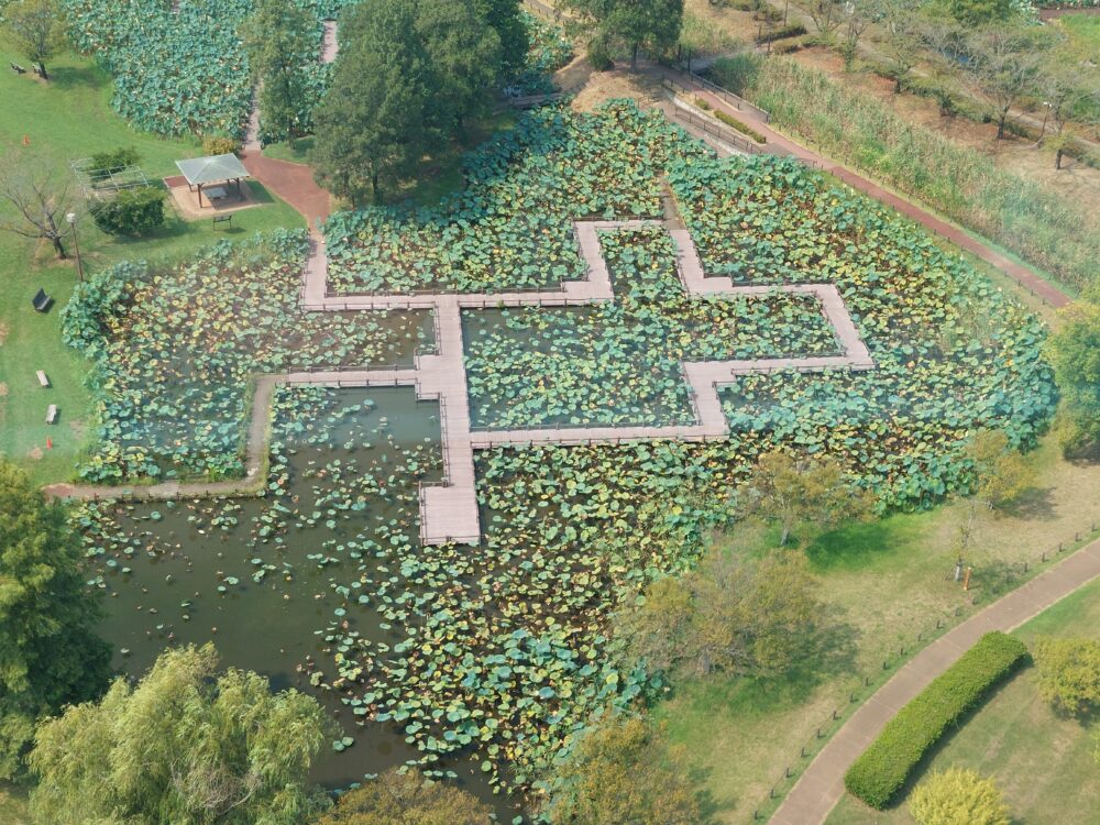 行田タワーから見た古代蓮の里の蓮園