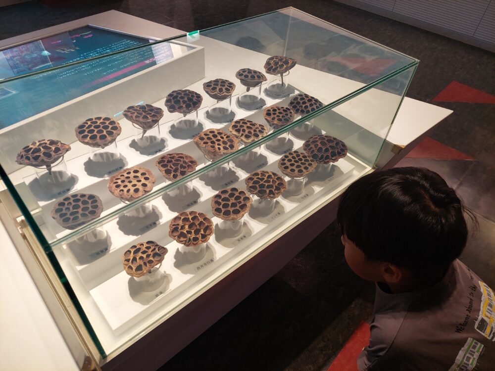 古代蓮会館の展示室で花托を見る子供