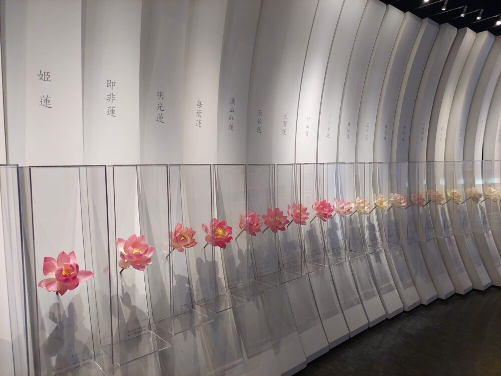 古代蓮会館の展示室に飾ってある世界の蓮の花
