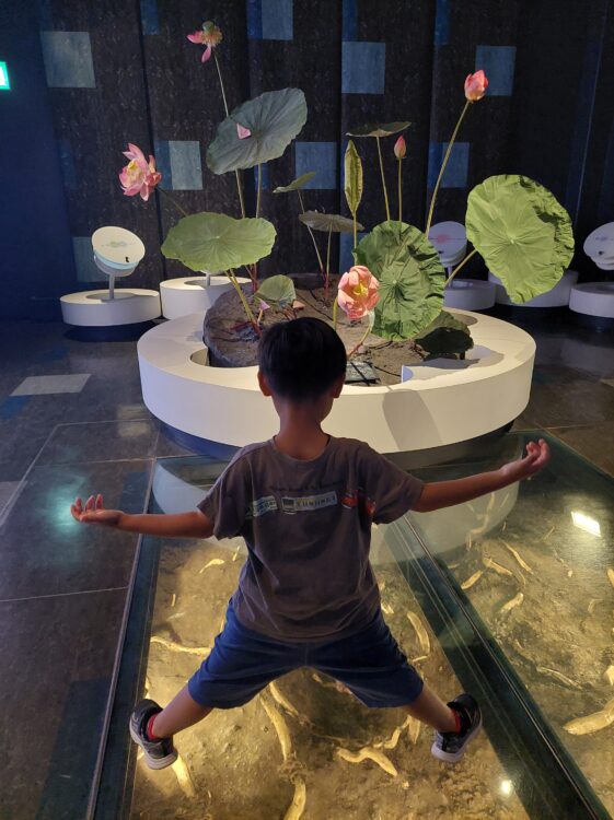 古代蓮会館の展示室で蓮の根を見る子供
