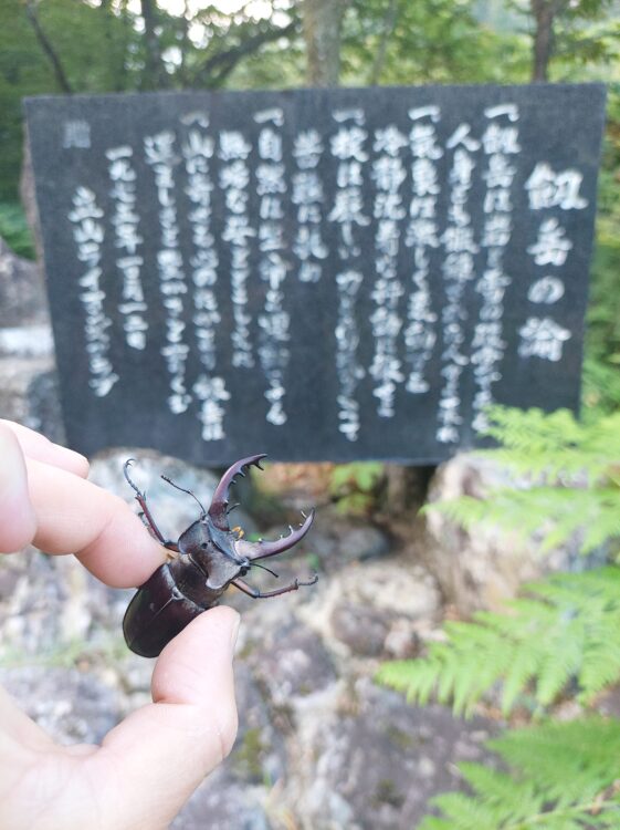 ミヤマクワガタと剱岳の石碑