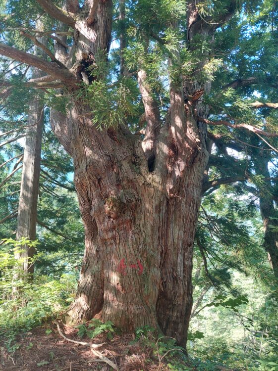 剱岳・早月尾根の大きな立山杉
