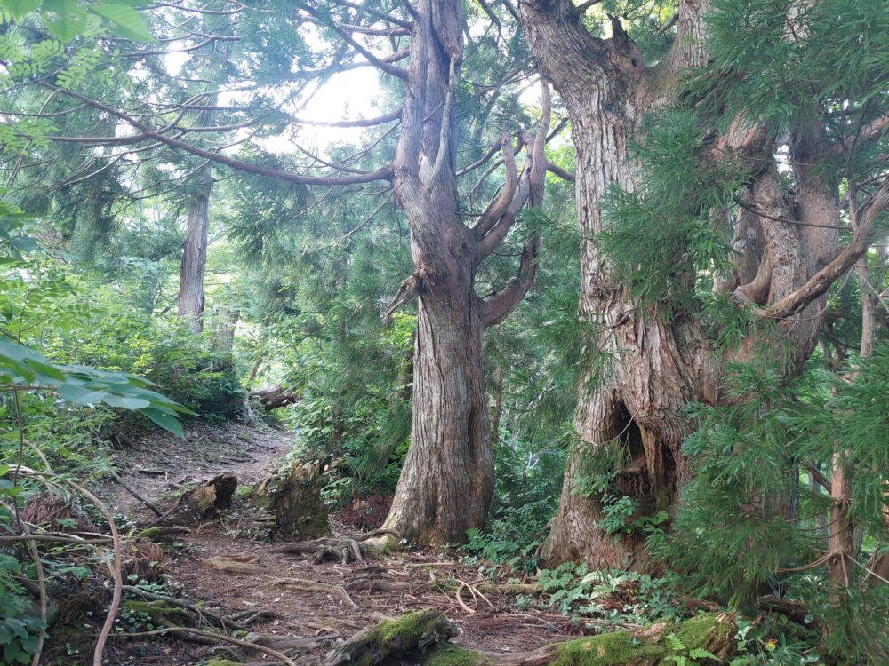 剱岳・早月尾根の大きな立山杉