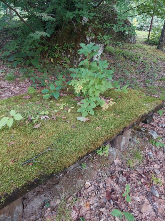 剱岳・番場島の野営場(キャンプ場)のコケだらけのベンチ