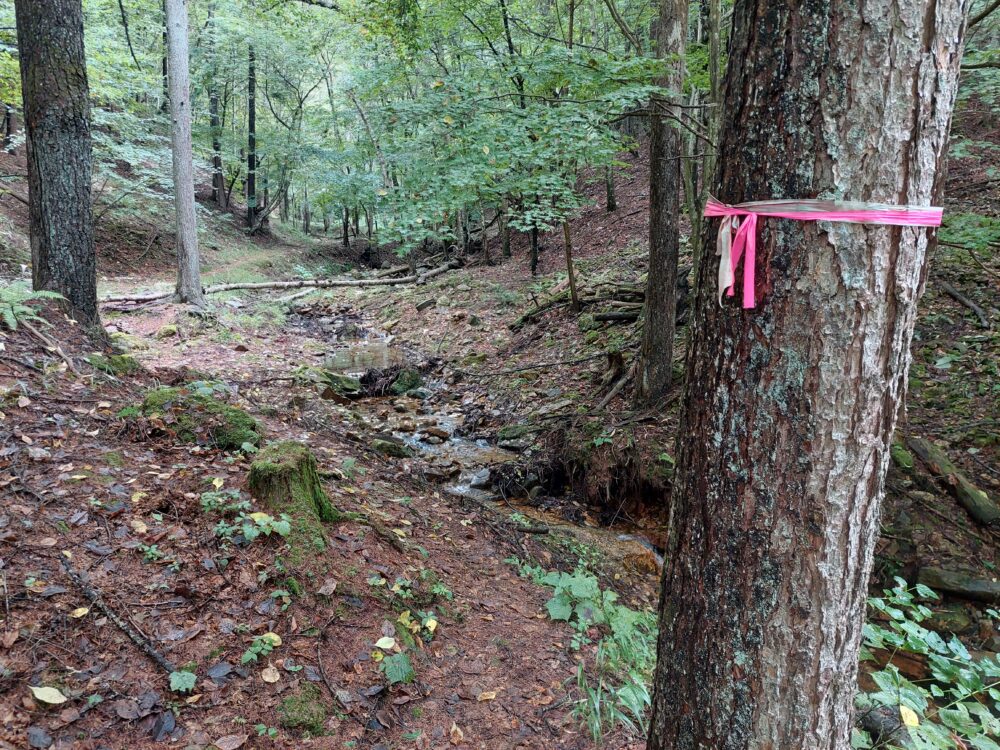 日本で一番海から遠い地点へ向かう登山道にある目印（ピンクテープ）