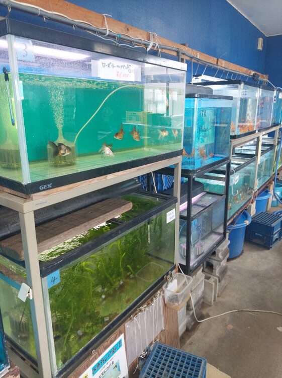 川島釣り堀で売っている金魚など