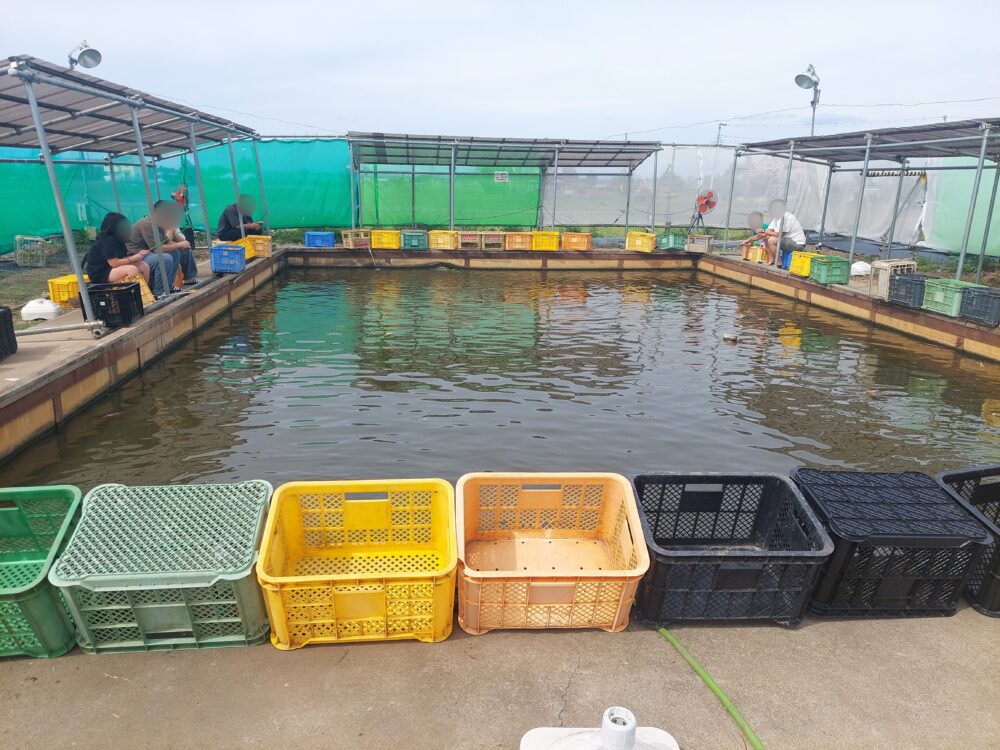 川島釣り堀の屋外釣り堀