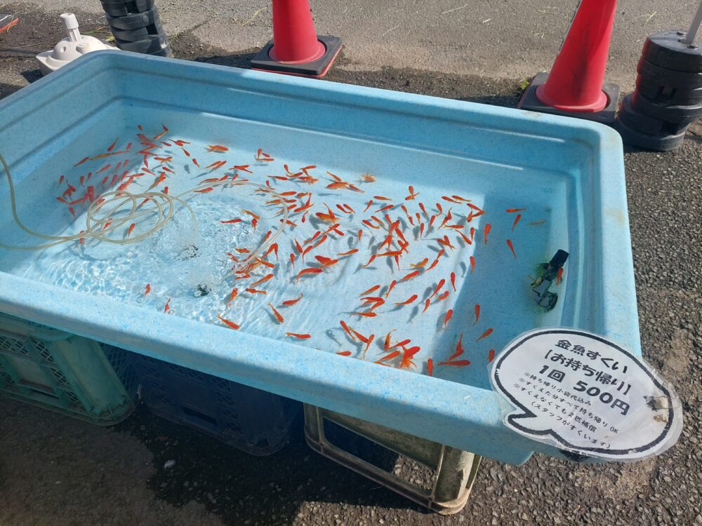 川島釣り堀の金魚すくい