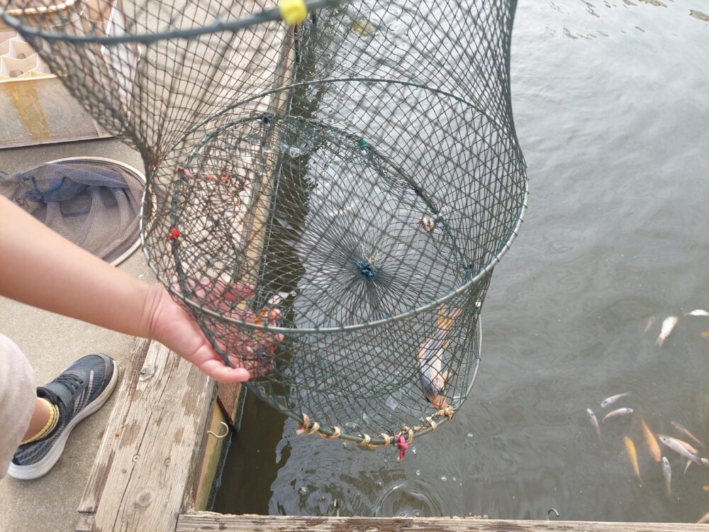 川島釣り堀のすかりの中の魚